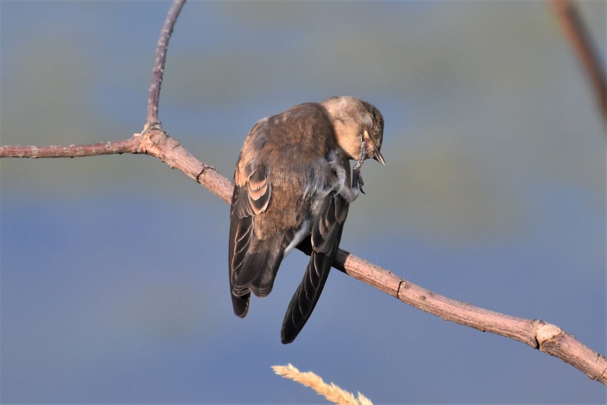 Northern Rough-winged Swallow - Derek Hudgins