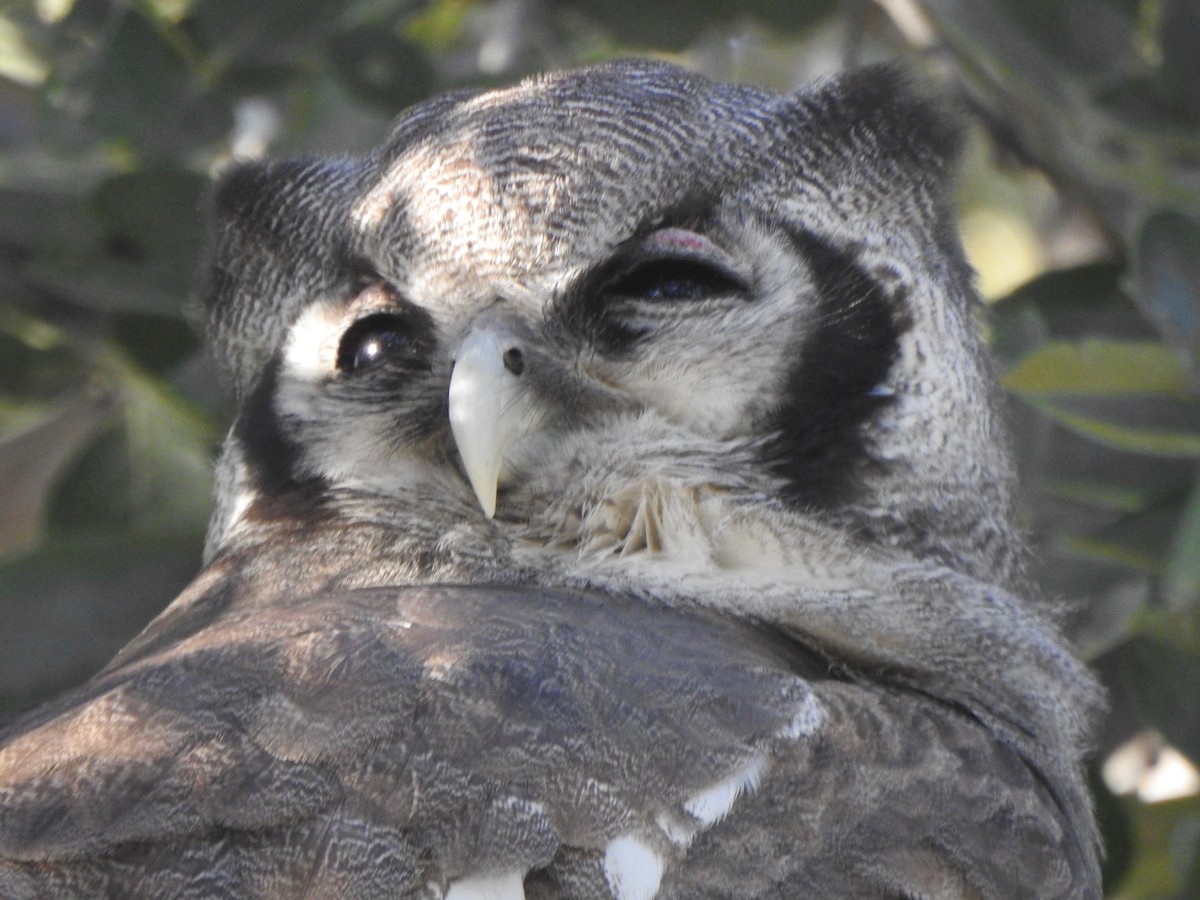 Verreaux's Eagle-Owl - Kalin Ocaña