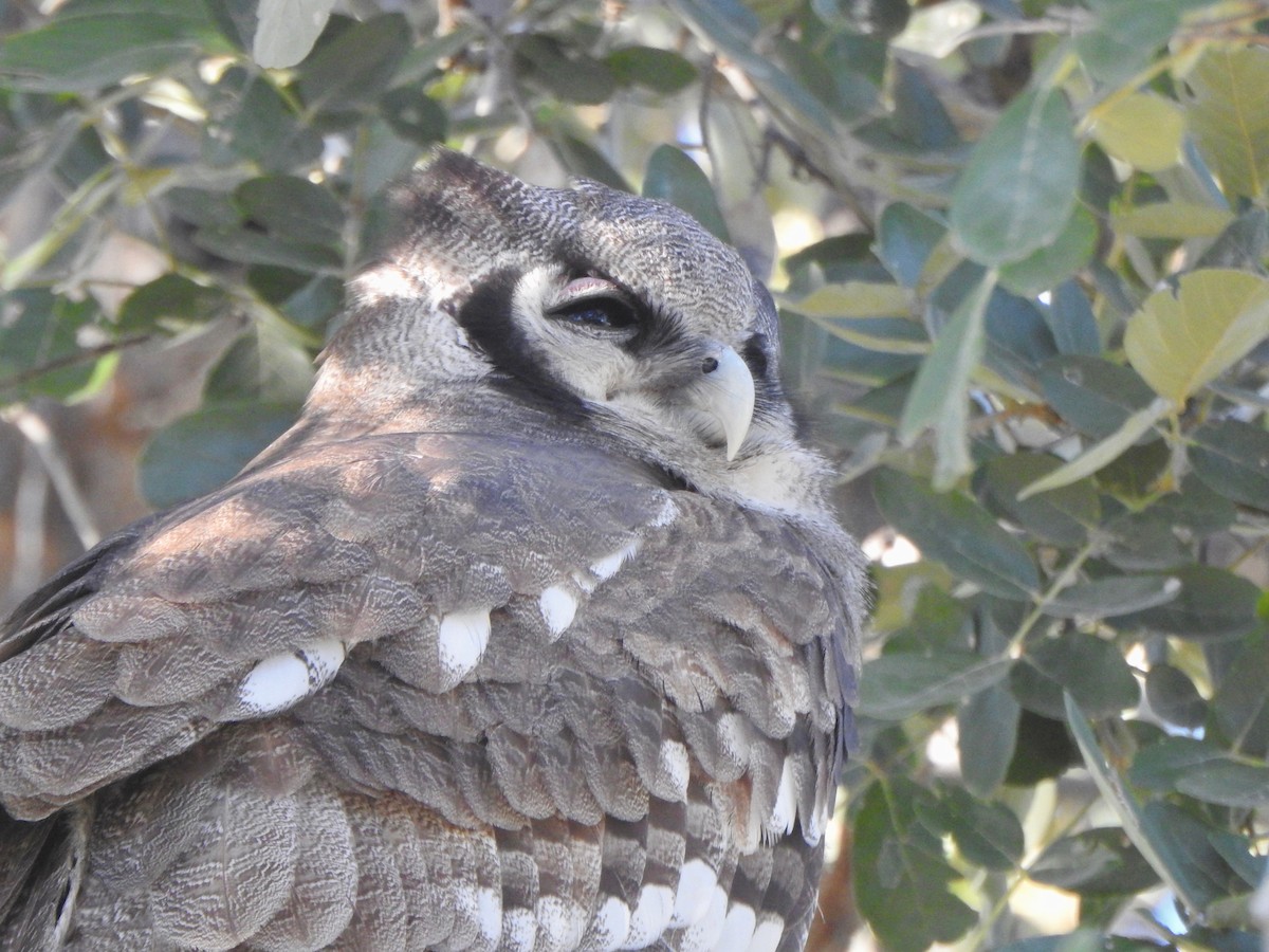 Verreaux's Eagle-Owl - ML168127921
