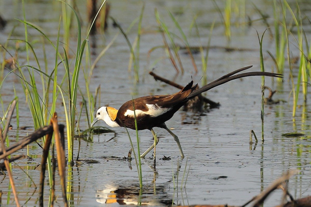 Pheasant-tailed Jacana - Dr.Sandip  Modi