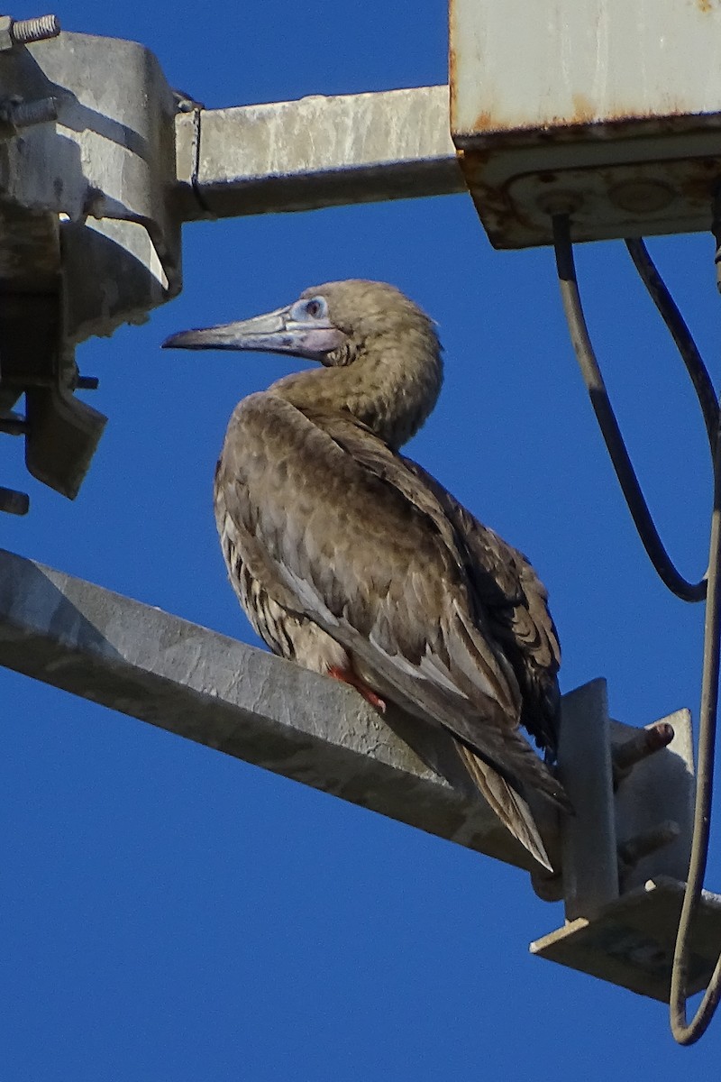 Red-footed Booby - ML168131631
