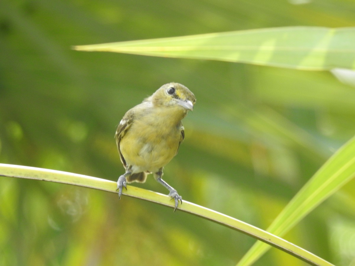 Thick-billed Vireo - ML168131861