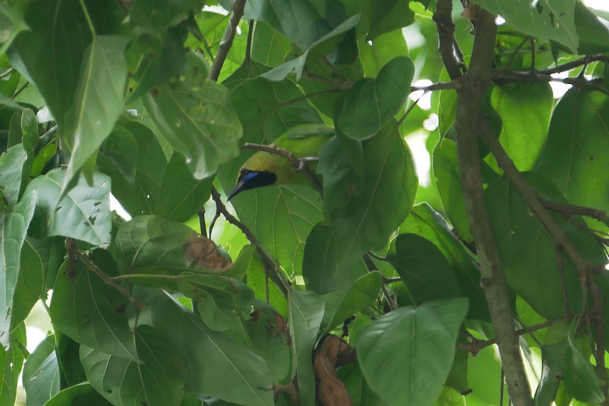 Jerdon's Leafbird - Sandeep Biswas