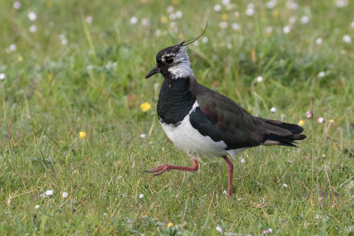 Northern Lapwing - James Kennerley