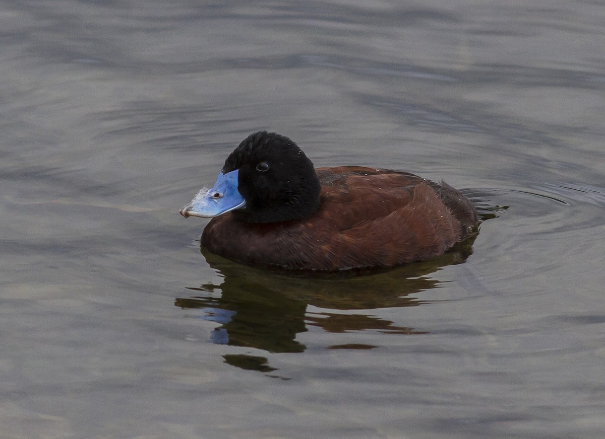 Blue-billed Duck - Peter Byrom