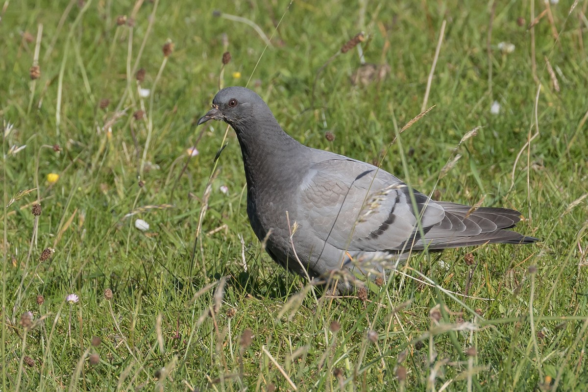 Rock Pigeon (Wild type) - James Kennerley