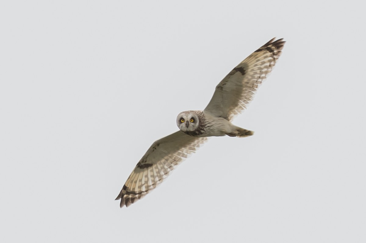 Short-eared Owl - ML168138861