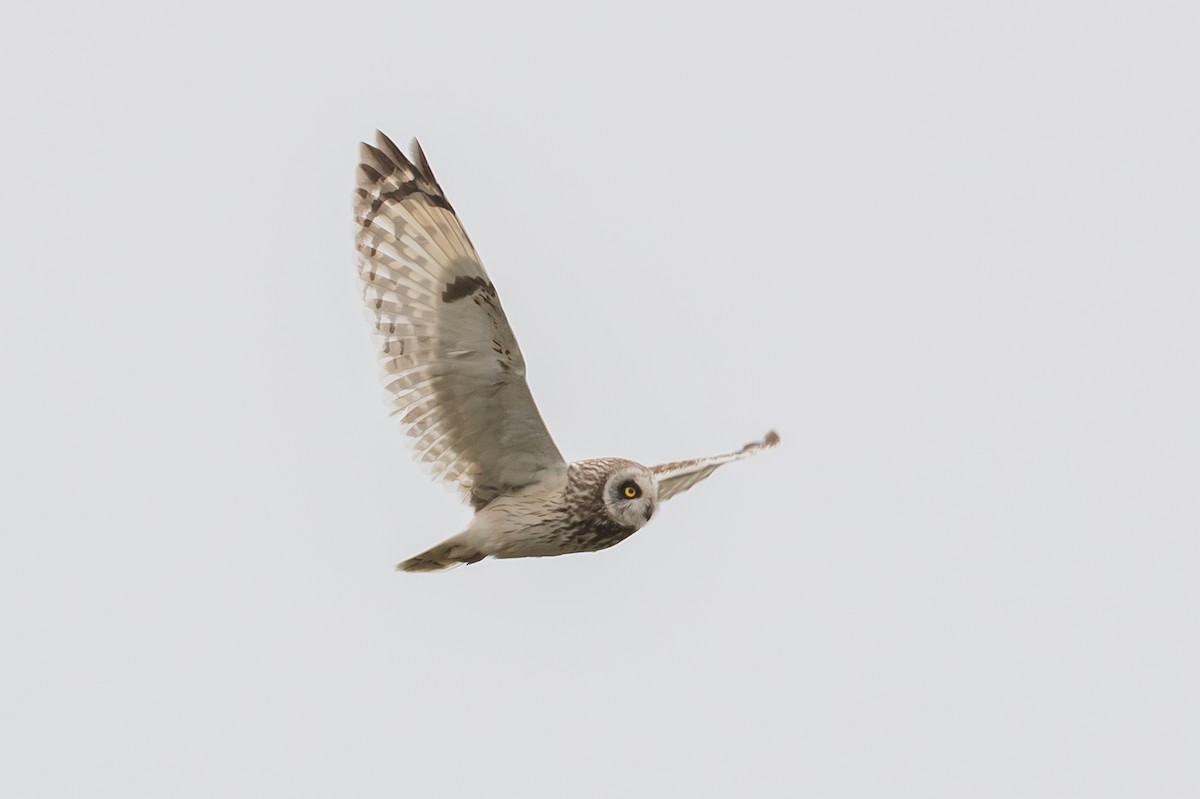 Short-eared Owl - ML168138871