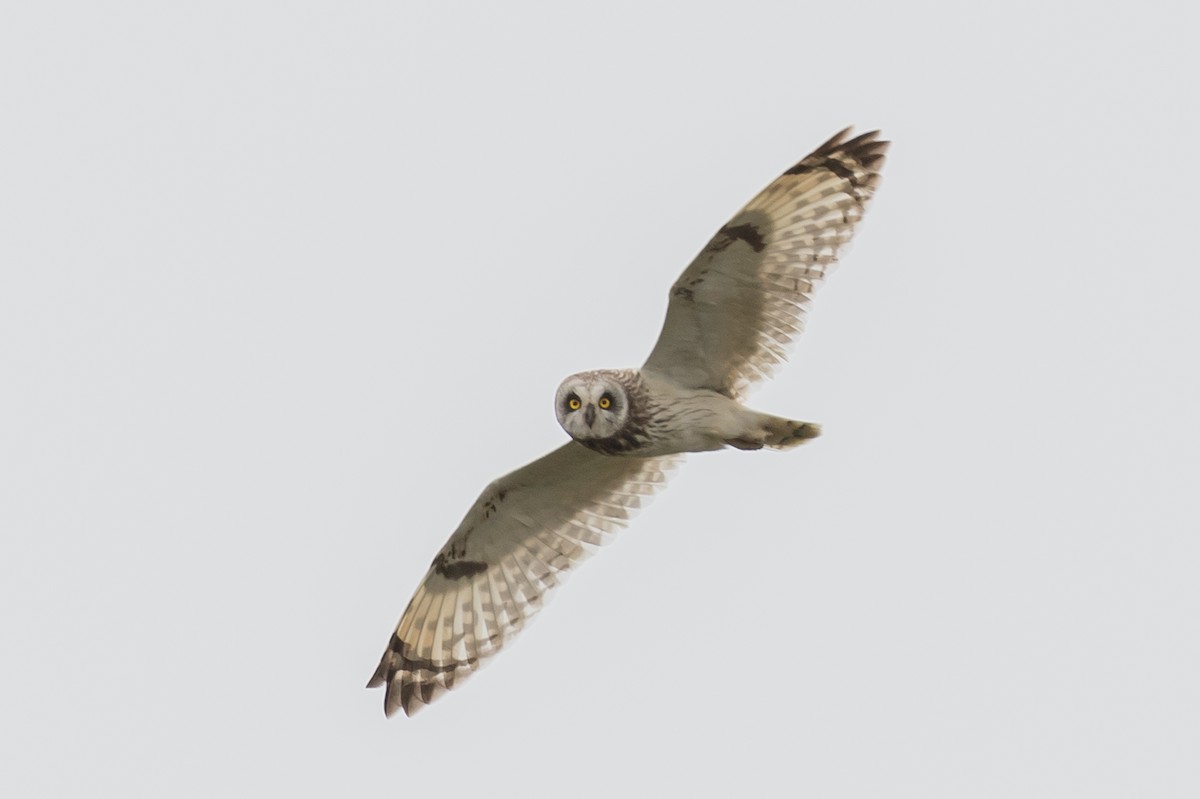 Short-eared Owl - ML168138881