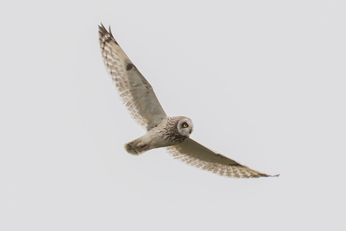 Short-eared Owl - ML168138891