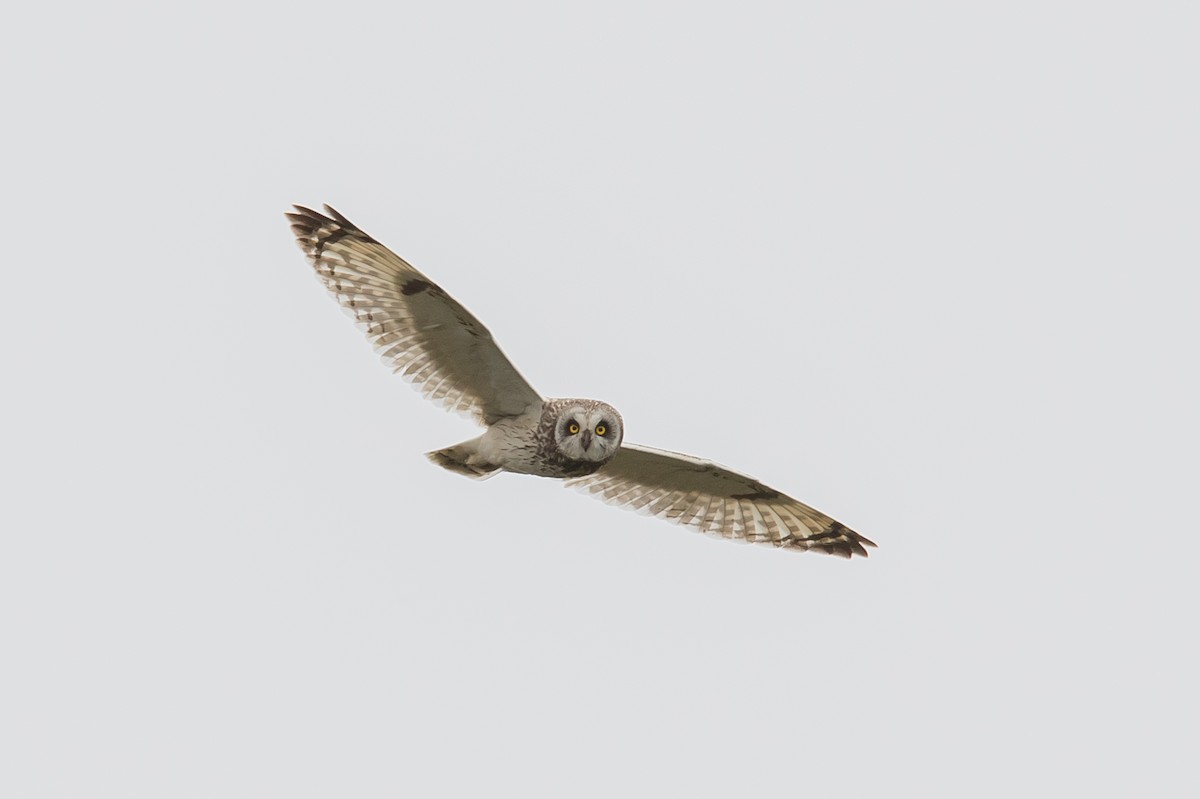 Short-eared Owl - ML168138921