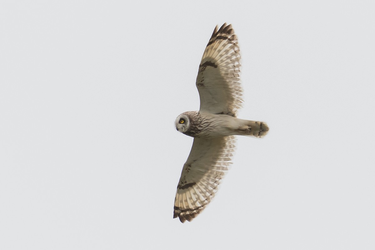 Short-eared Owl - ML168138931