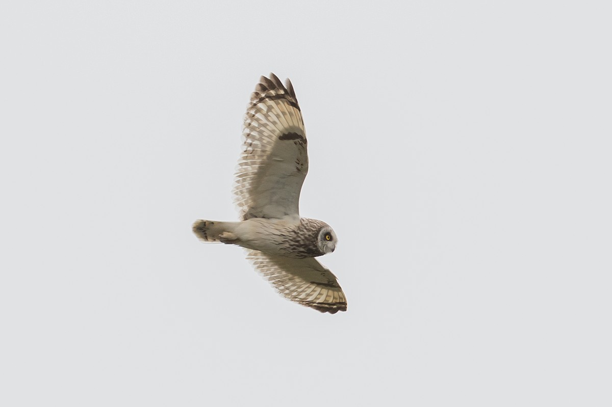 Short-eared Owl - ML168138941