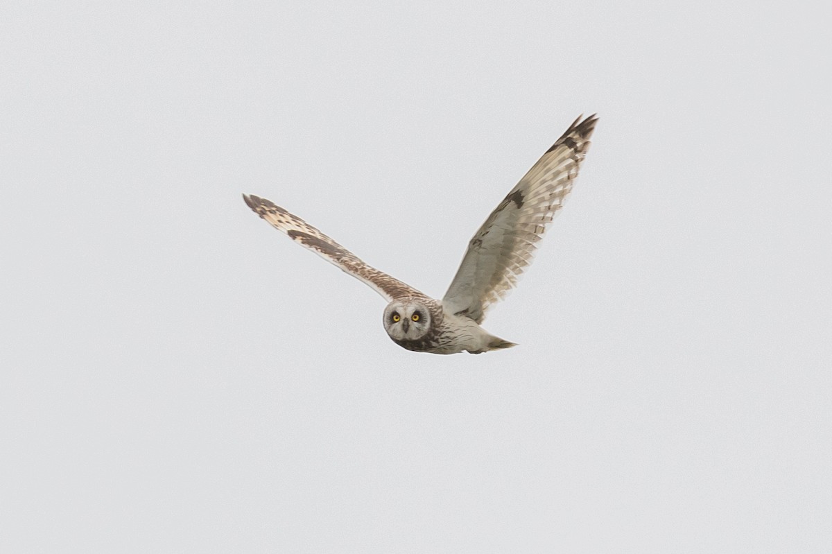 Short-eared Owl - ML168138951