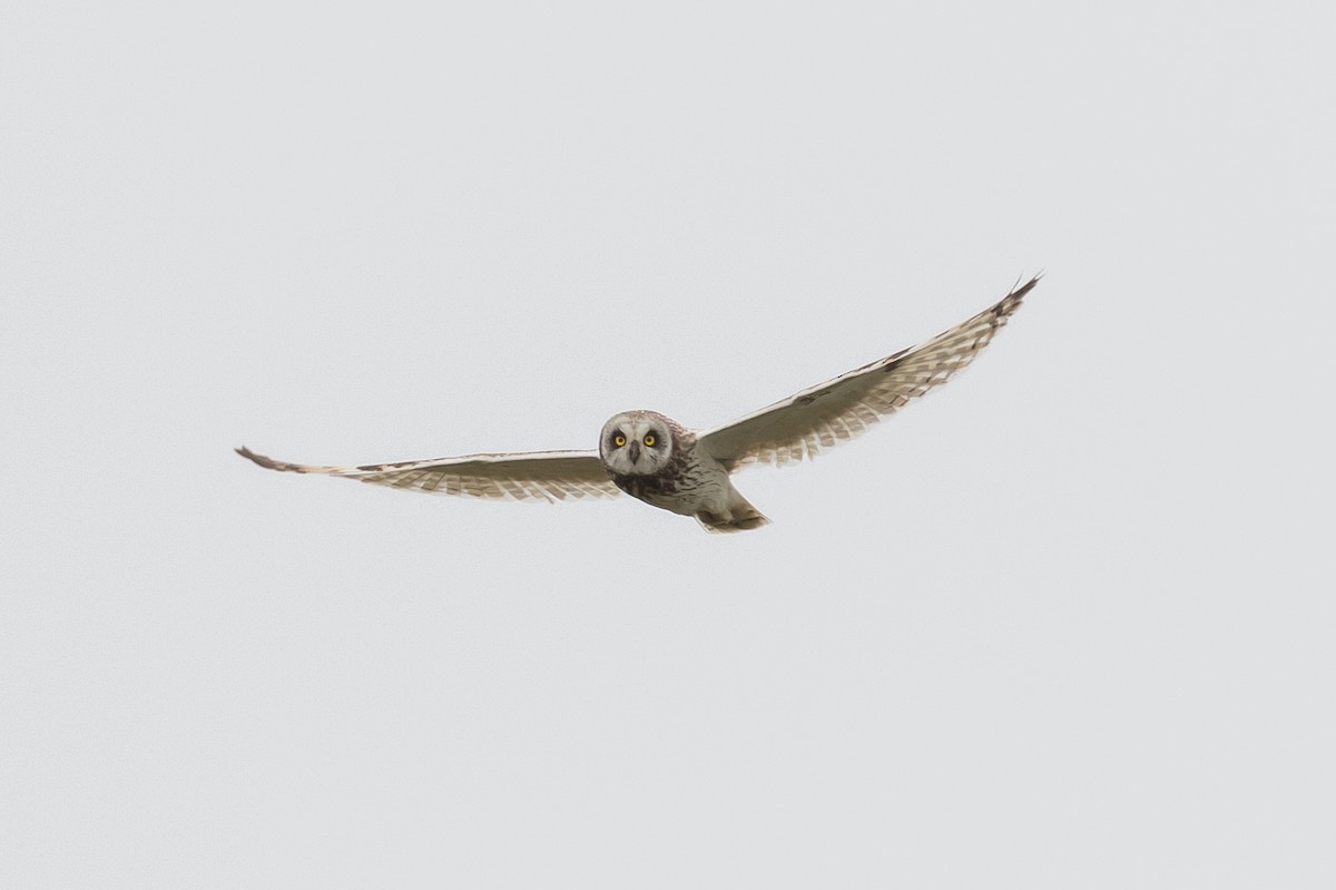 Short-eared Owl - ML168138961
