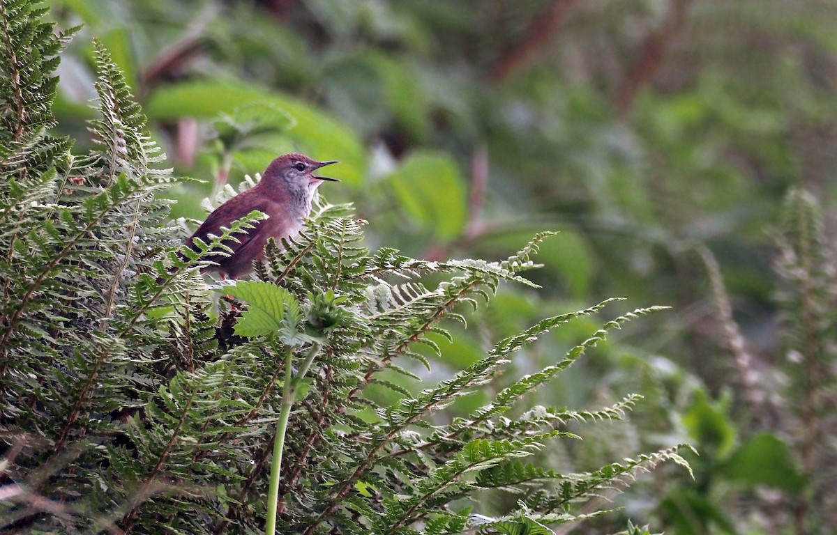 West Himalayan Bush Warbler - ML168139081