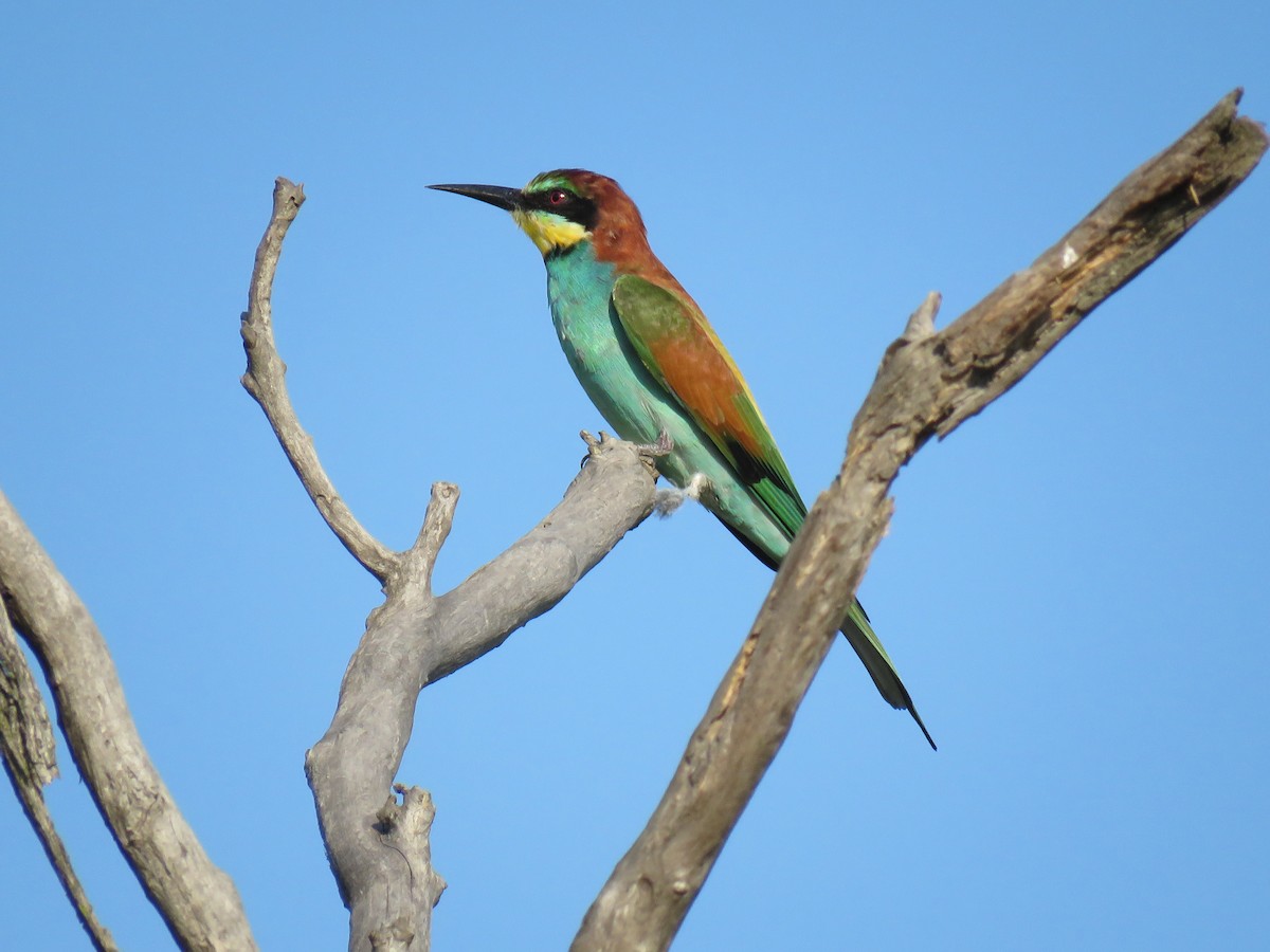 European Bee-eater - ML168139321