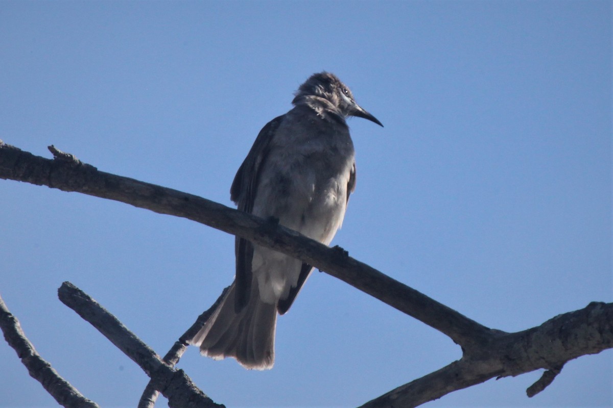 Little Friarbird - ML168140411