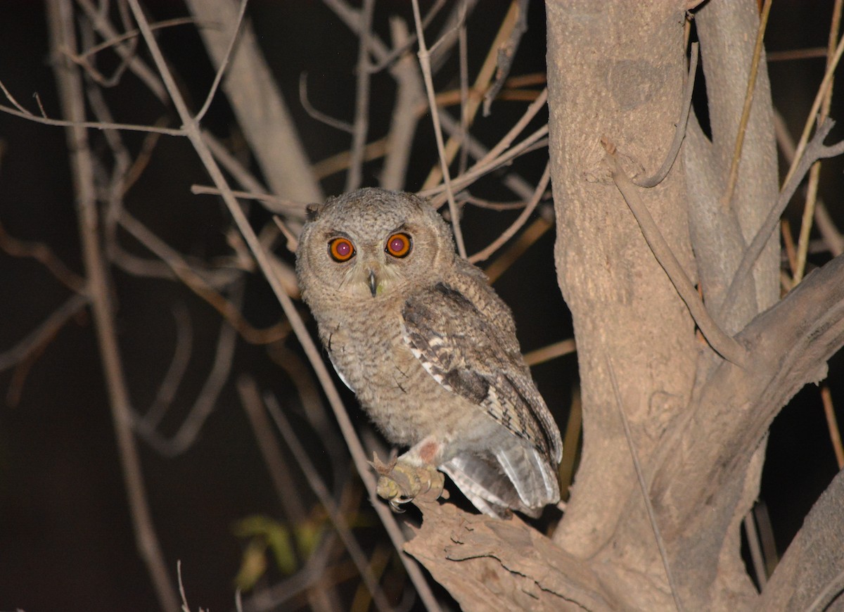 Indian Scops-Owl - Karmannye Chaudhary