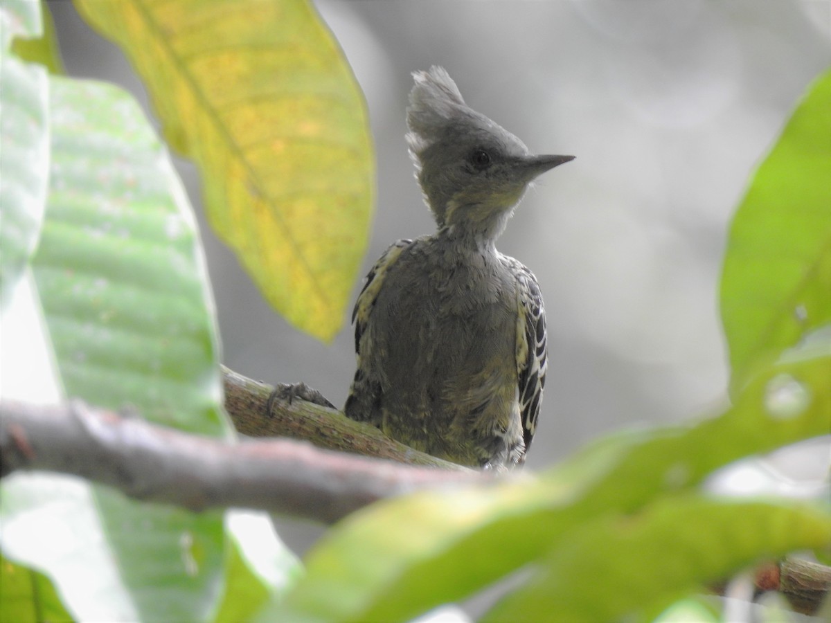 Gray-and-buff Woodpecker - Tuck Hong Tang