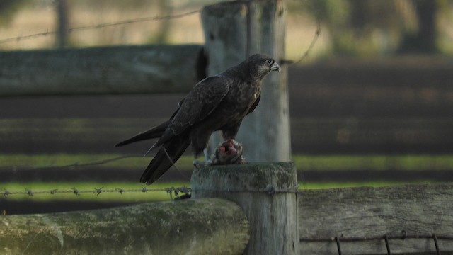 Falcon feeding on a bird. - Black Falcon - 