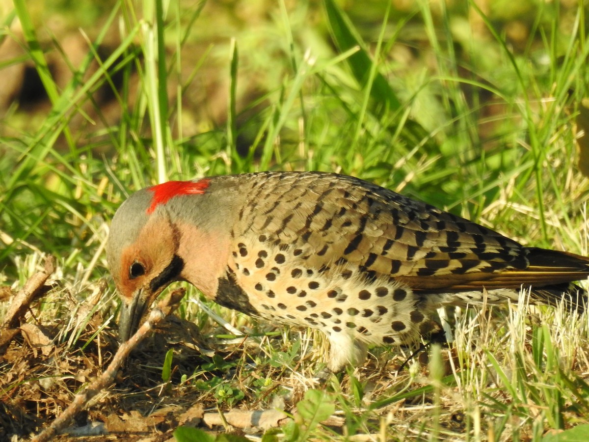 Northern Flicker (Yellow-shafted) - Bruce Hoover