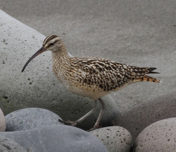 Bristle-thighed Curlew - Franklin Haas