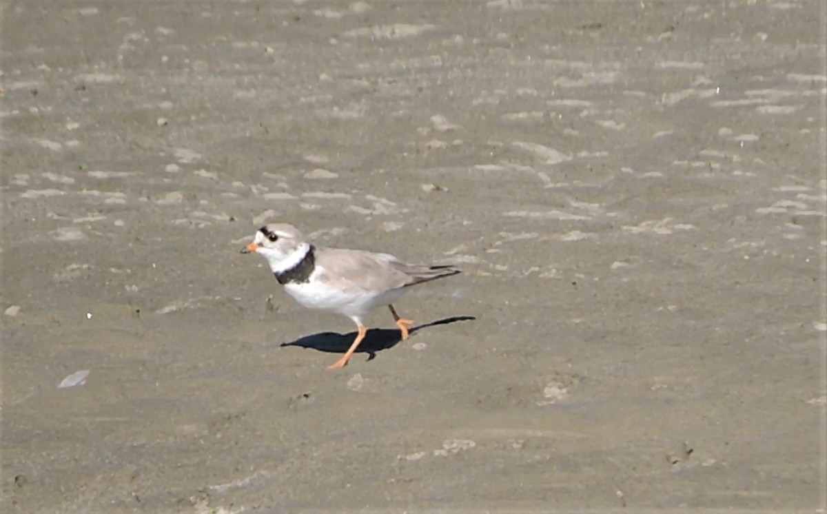 Piping Plover - ML168149051