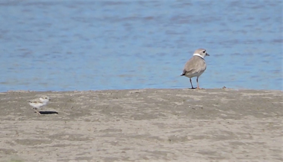 Piping Plover - ML168149061