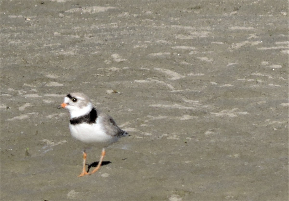 Piping Plover - ML168149321