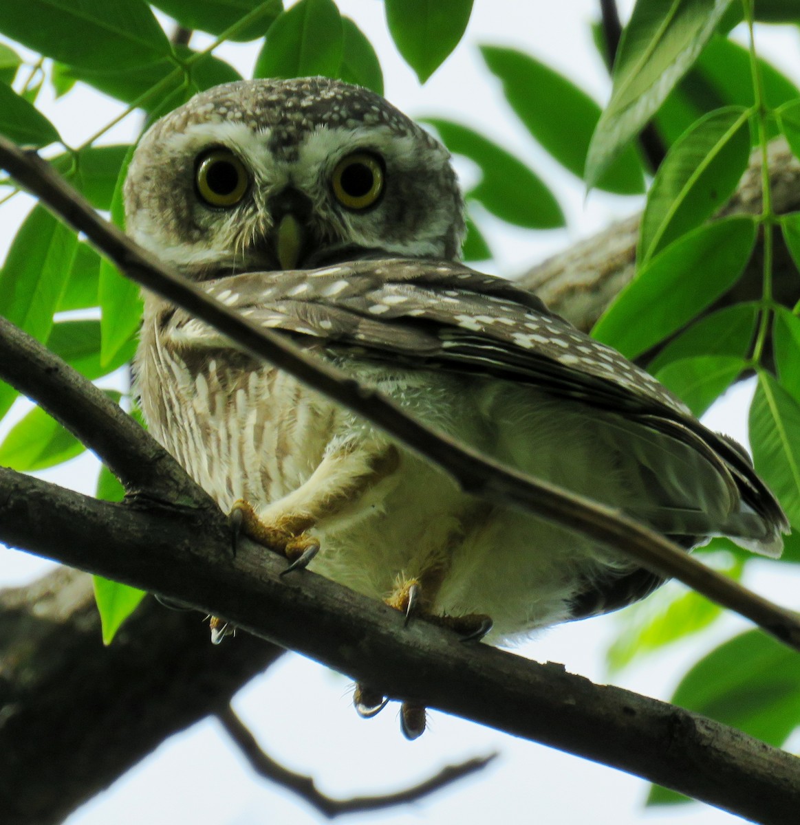 Spotted Owlet - ML168150231