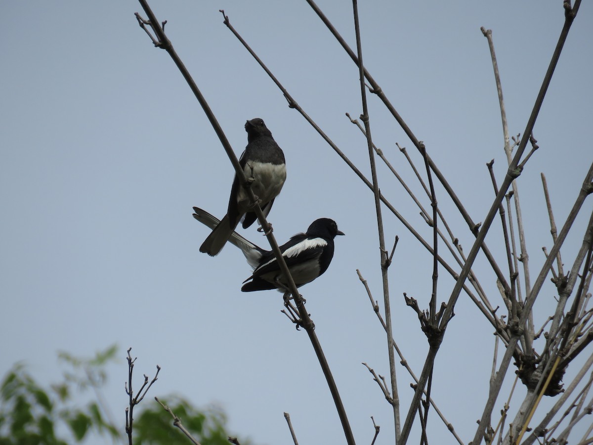 Oriental Magpie-Robin - Santharam V