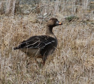 Tundra Bean-Goose, ML168151401