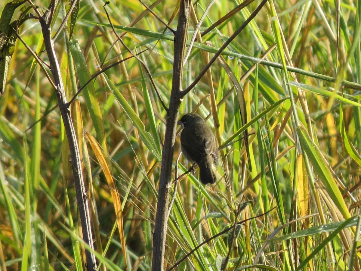 Double-collared Seedeater - ML168152051