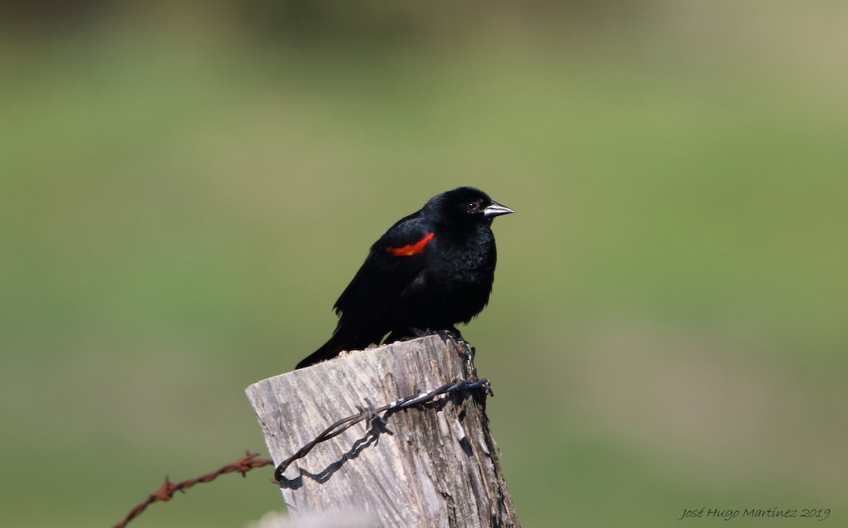 Red-winged Blackbird - José Hugo Martínez Guerrero