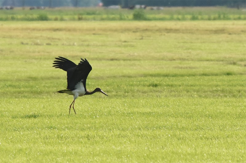 Black Stork - Klaas Heeres