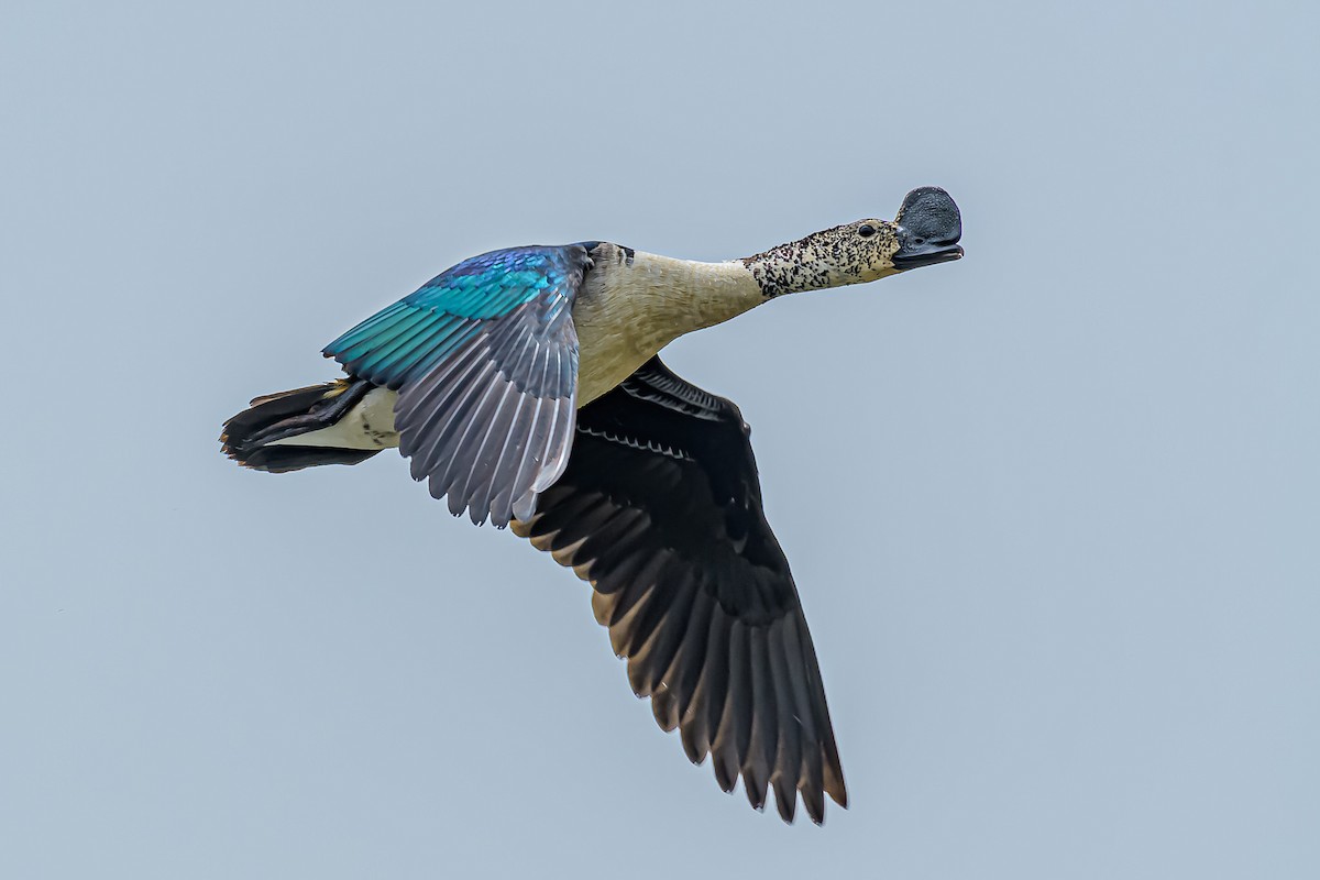 Knob-billed Duck - Nitin Chandra