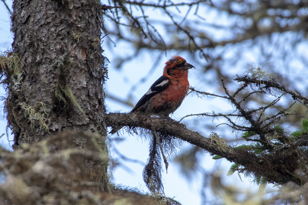 White-winged Crossbill - Karine Cloutier