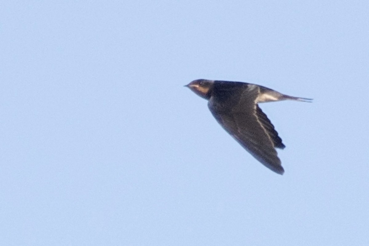 Barn Swallow - ML168161351