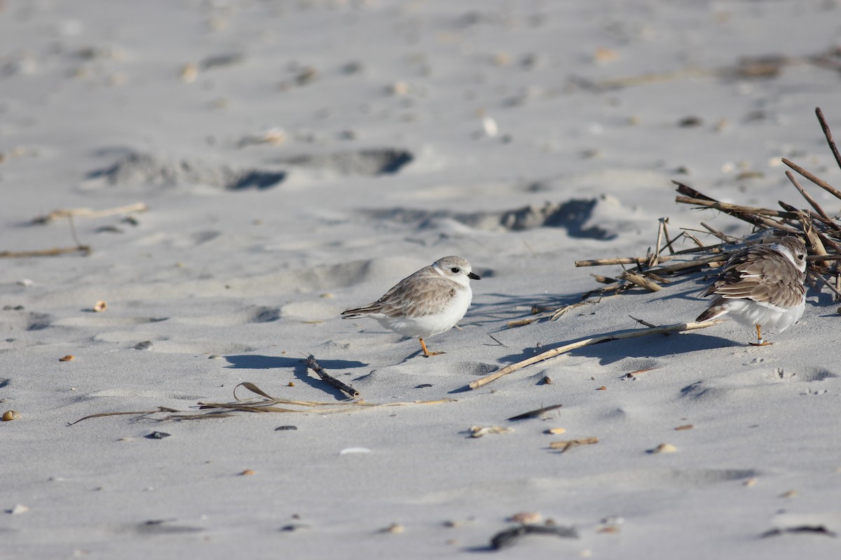 Piping Plover - ML168161491