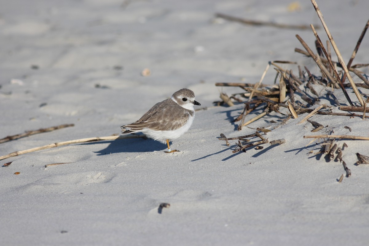 Piping Plover - ML168161501