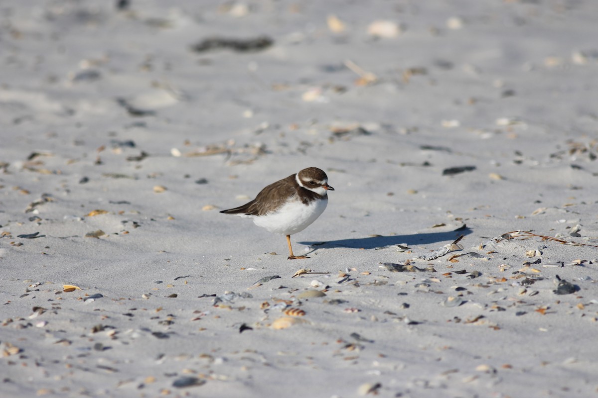 Semipalmated Plover - ML168161531