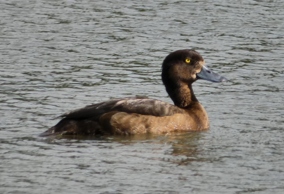 Tufted Duck - ML168165731