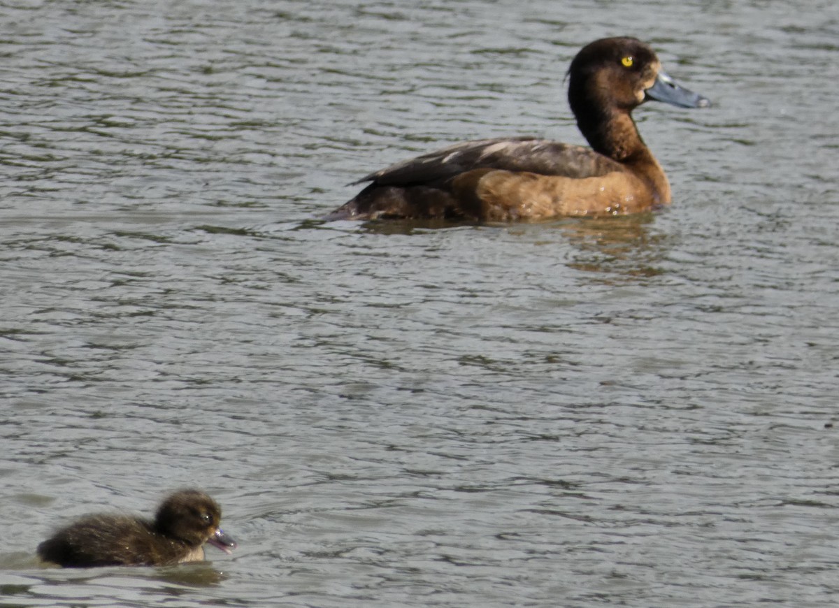 Tufted Duck - ML168165751
