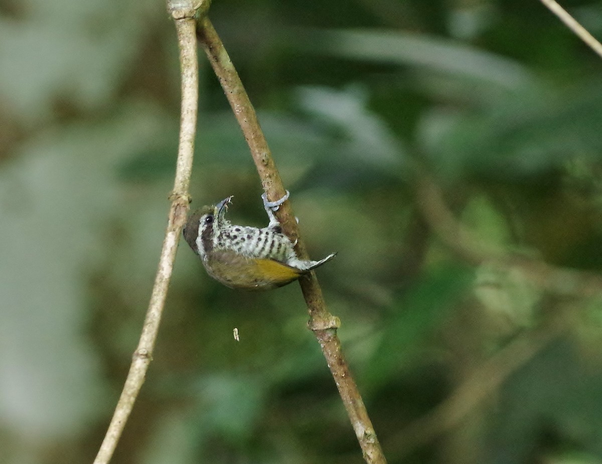 Speckled Piculet - Thibaud Aronson