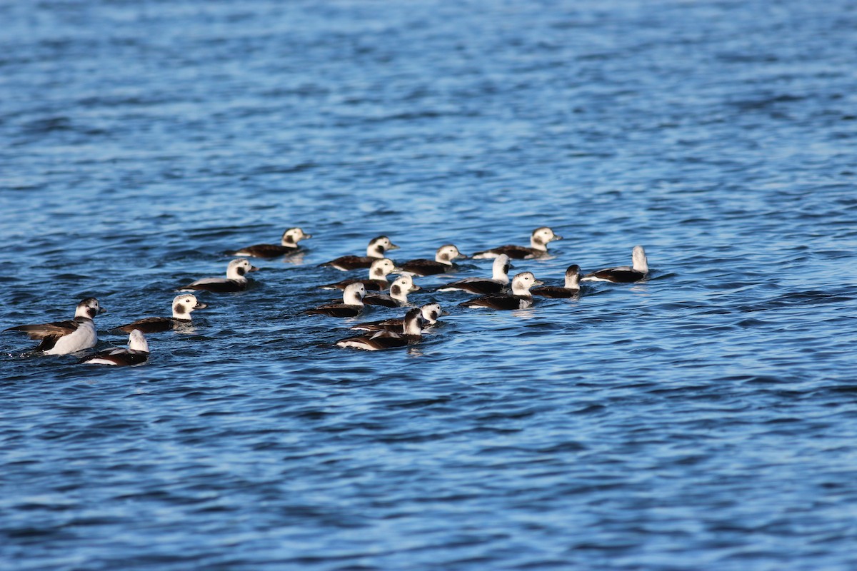 Long-tailed Duck - ML168169561