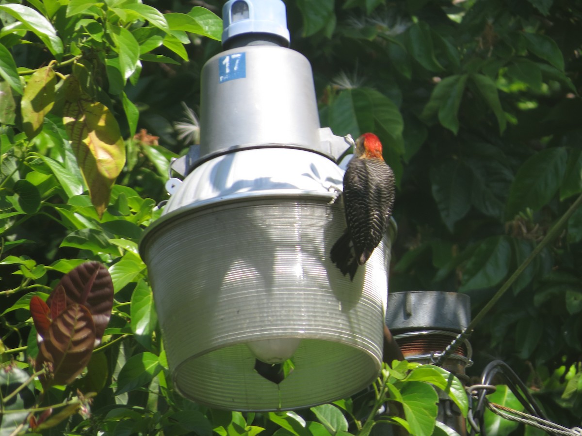 Golden-fronted Woodpecker - ML168170591