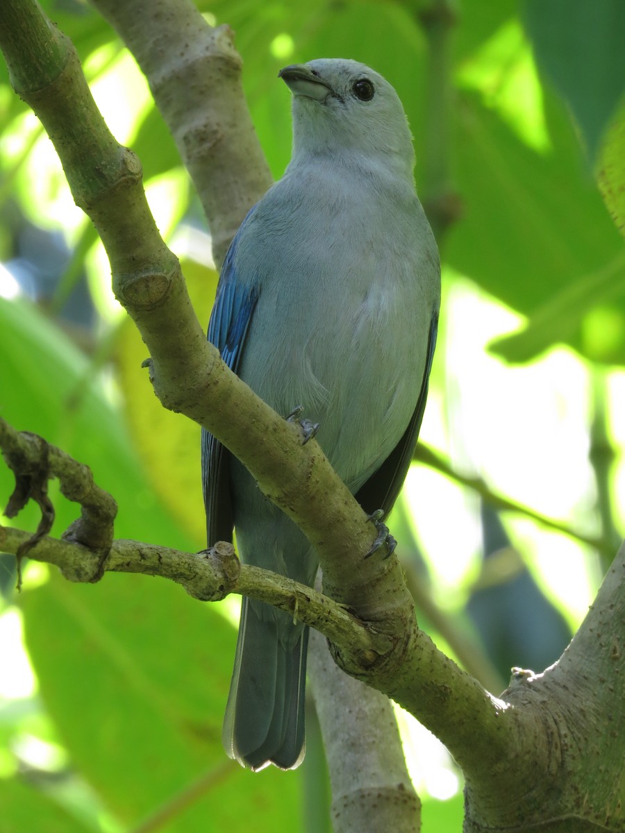 Blue-gray Tanager - Guillermo Funes