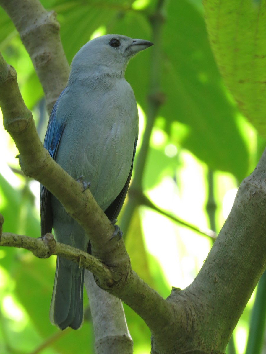 Blue-gray Tanager - ML168171631
