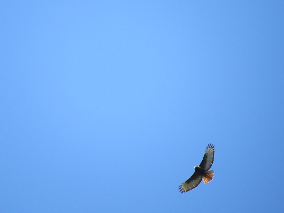 Red-tailed Hawk - ML168172541